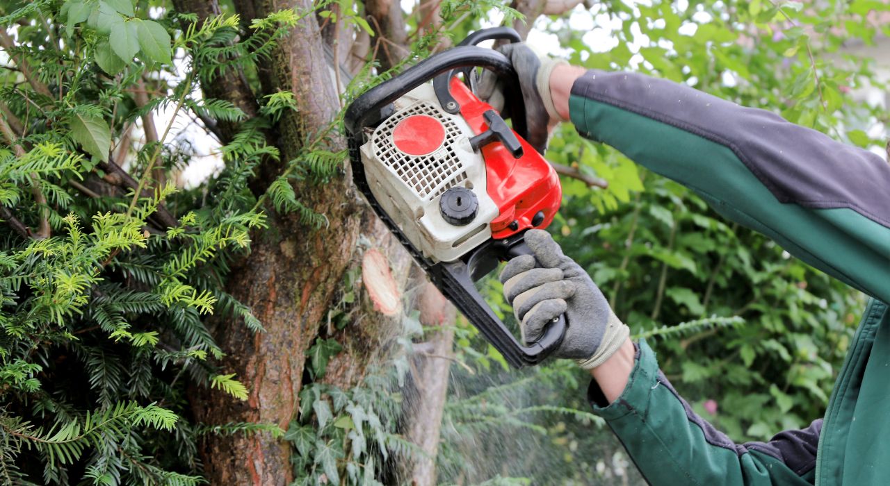 Abattage et élagage d'arbres dans l'Orne Guide complet pour un entretien optimal | nj-service