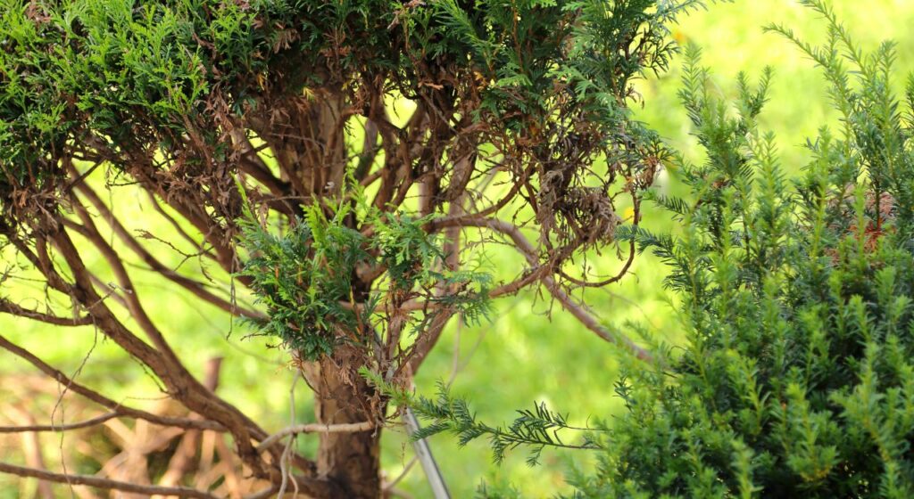 Les pièges à éviter lors de l’entretien des arbres | nj-service