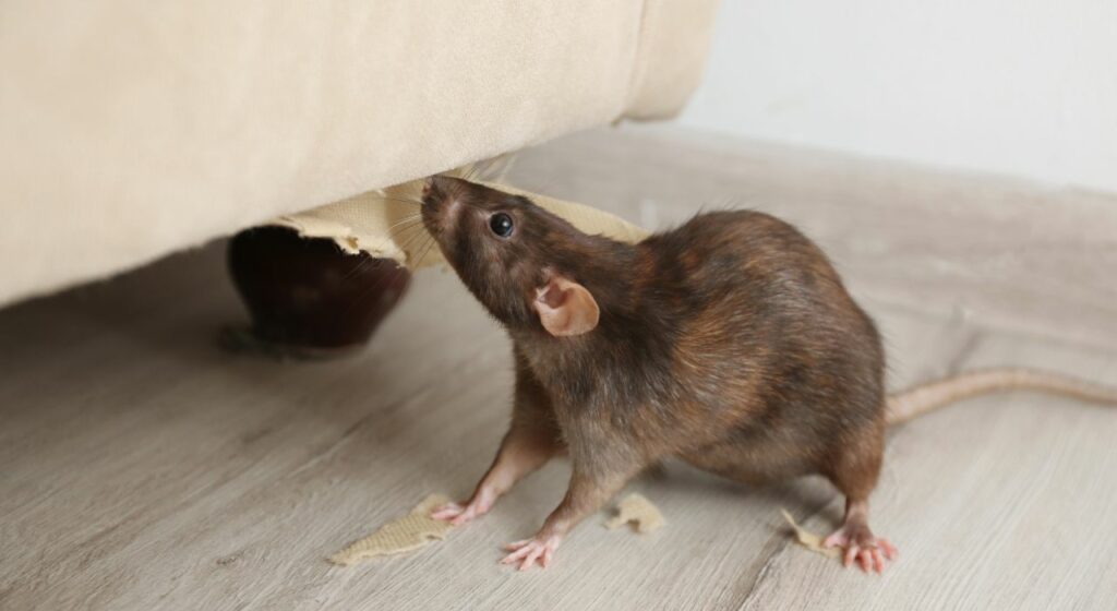 Rats et Souris La Dératisation à Paris | nj-service